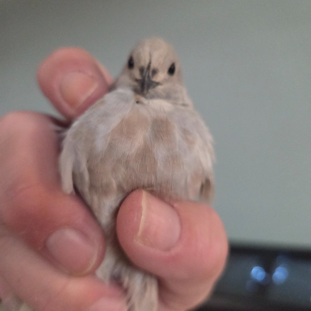 10+ Fresh Button Quail Fertile Hatching Eggs