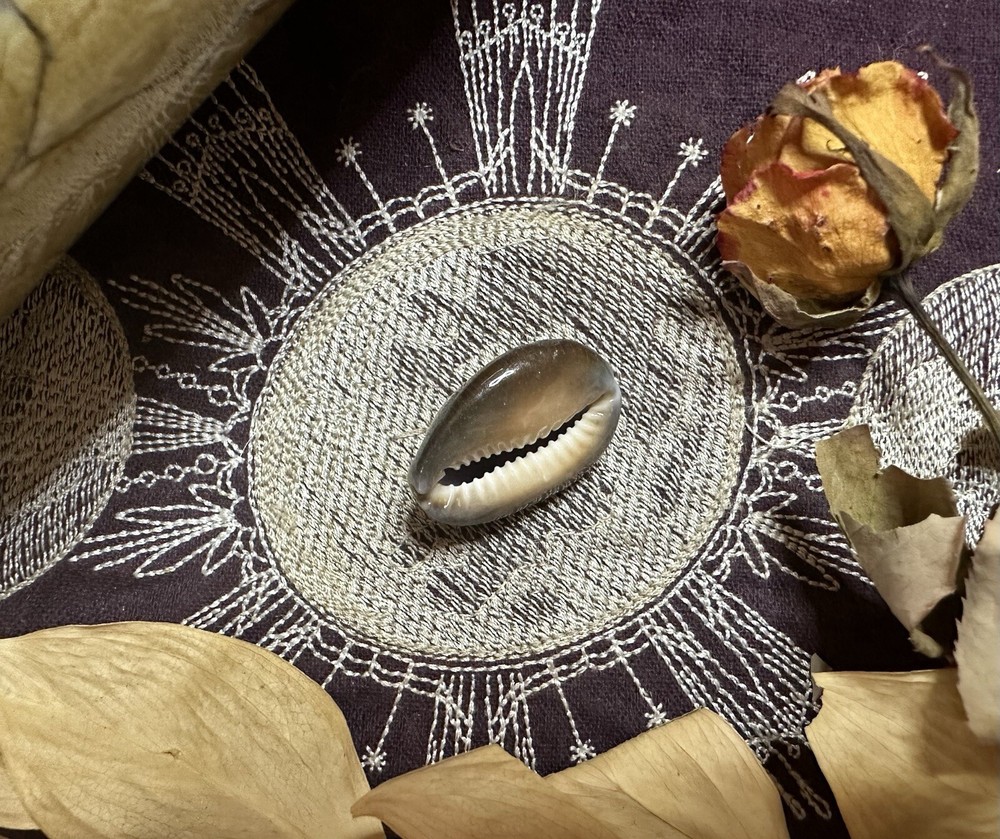 Three Snakehead Cowrie Shells, Divination, .5 - 1 Inch, Metaphysical