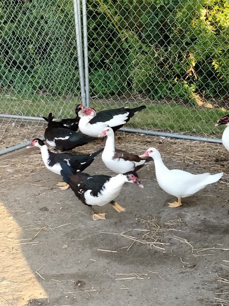 10 Muscovy Hatching Eggs *Read Description*