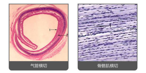 100PCS Mammal Tissue Sections Histology Prepared Specimen Microscope Slides