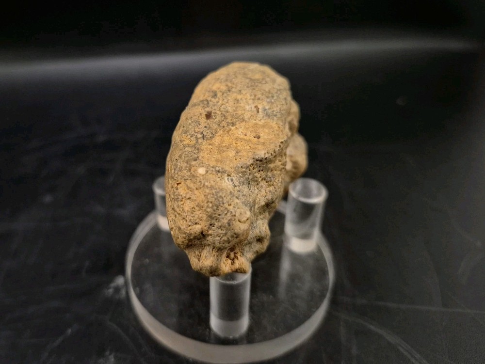 Sauropod Skull Fossil 🦕