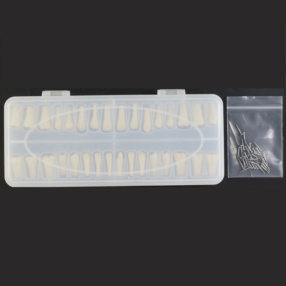 Dental Typodont Model Columbia Dentoform 860 Type With 32pcs Removable Teeth