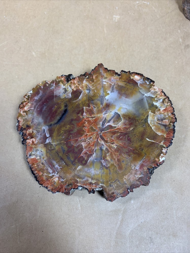 Fossil Petrified Wood & other Rocks