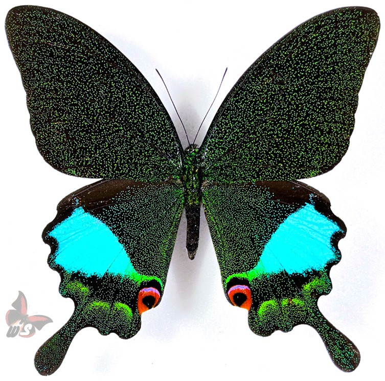 Papilio karna,UNMOUNTED butterfly