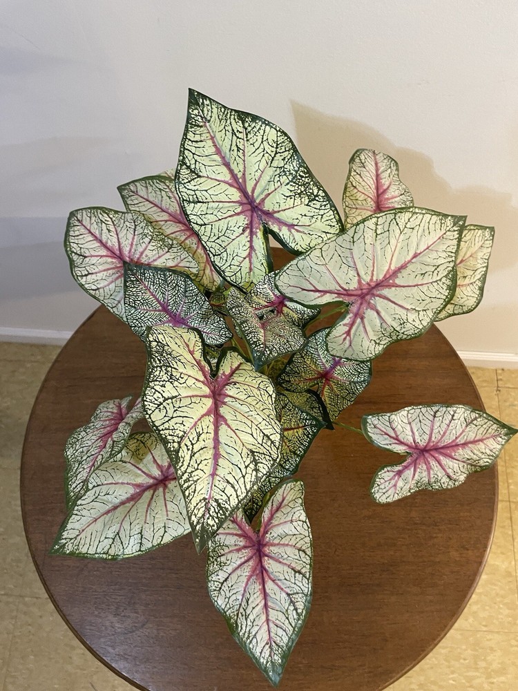 Caladium Tricolor Plants Silk