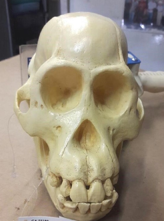 JUVENILE ORANGUTAN SKULL REPLICA