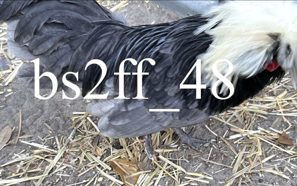 6 White Crested Blue Polish Bantam Hatching Eggs (Read Description!!!)