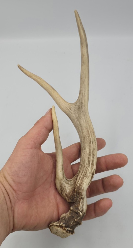 Unique deer antler shed ✅️