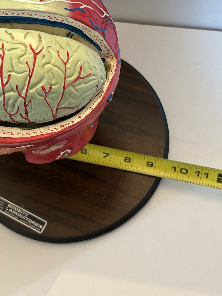 Bobbitt Laboratories Anatomical Half Head Model Removable Brain Vintage