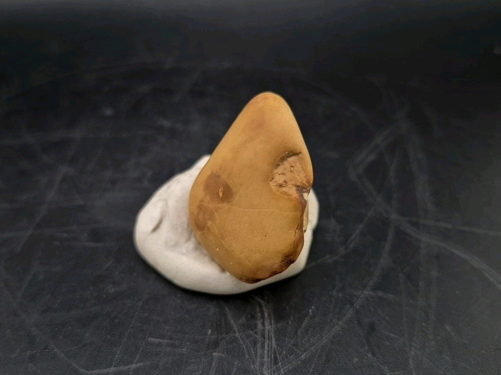 Fossil Seed Pod Pennsylvanian Epoch