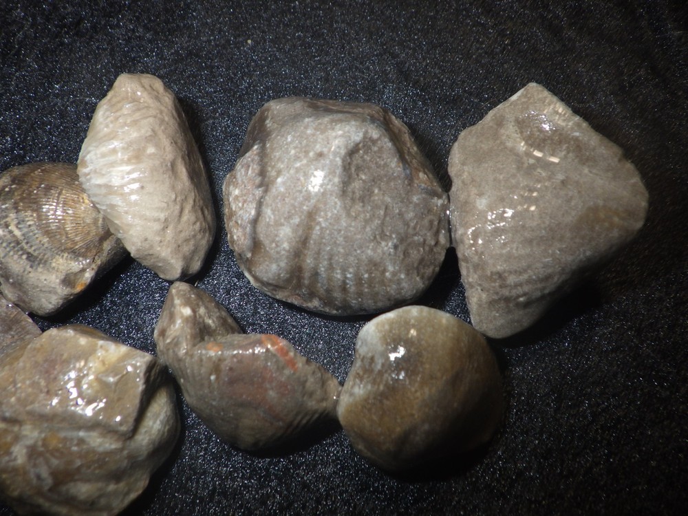 Brachiopods