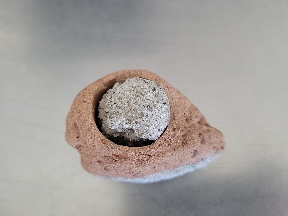 Fossilized Rock Stone Sedimentary Possible Shell Or Egg Unique