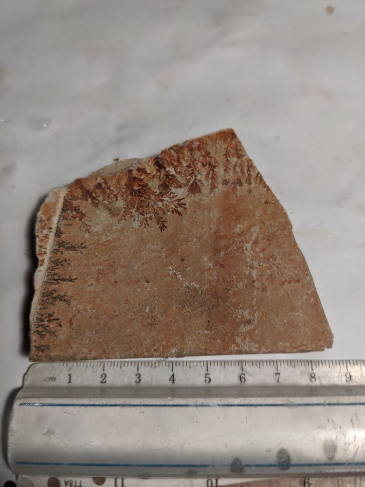 Print Stone Slab Dendritic Limestone Dendrites