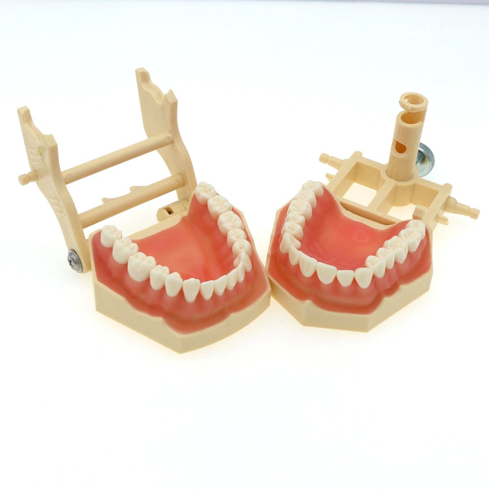 Frasaco AG3 Typodont Model Dental 32PCS Teeth Replacement Restorative Training
