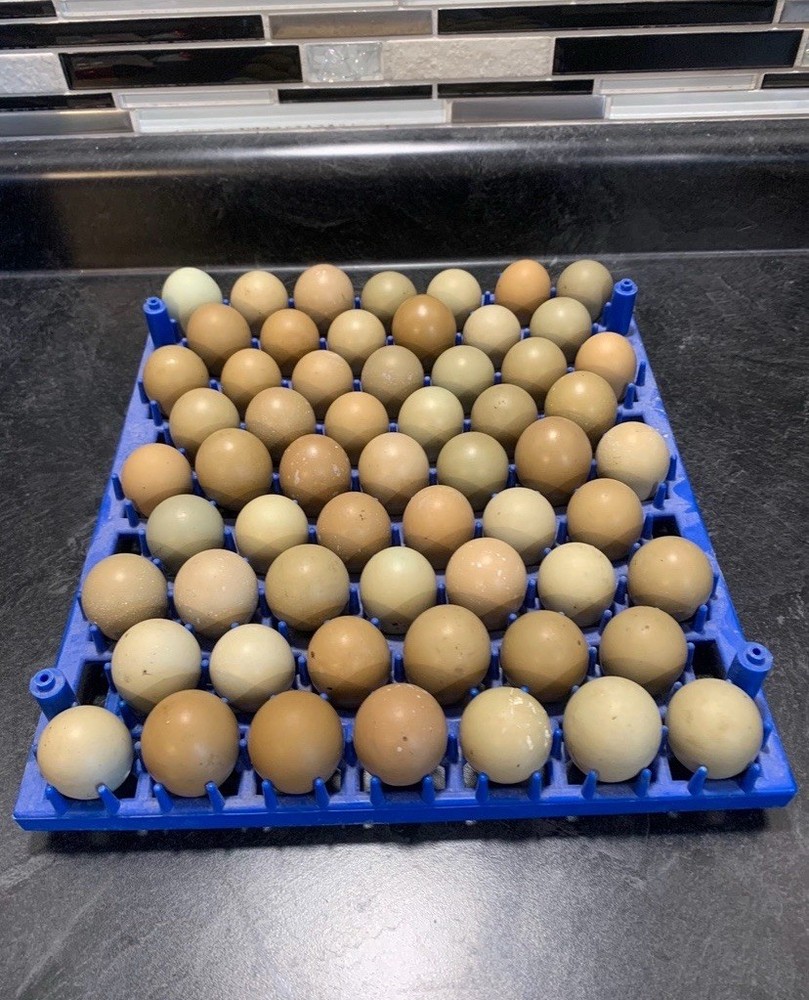 50+ Ringneck Pheasant Eggs