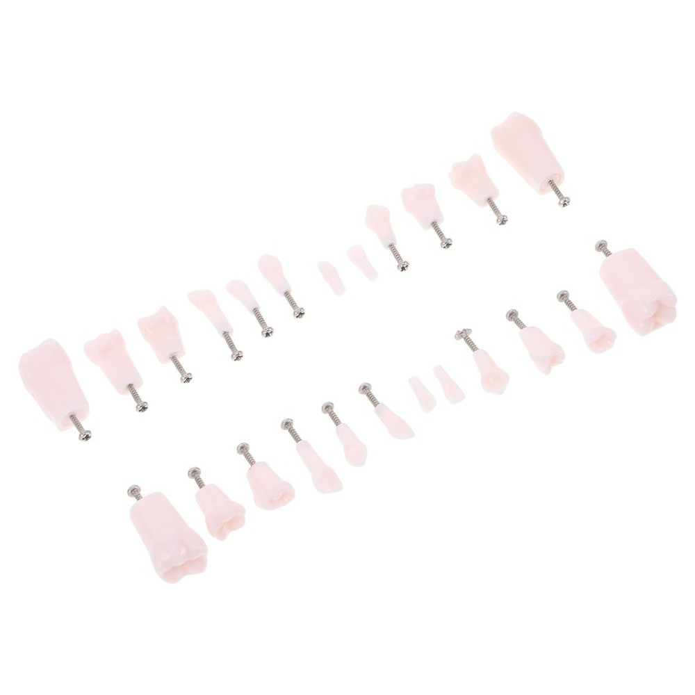 24 Pcs Artificial Teeth Dental Teaching Supplies Removable Typodont Model