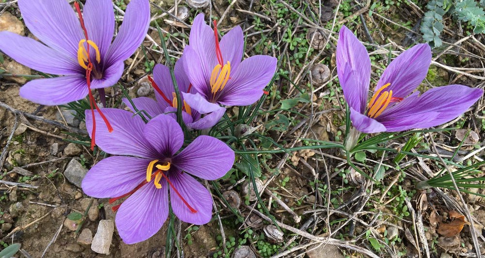 Merja - Saffron Threads - Premium quality - Natural - 1 gr