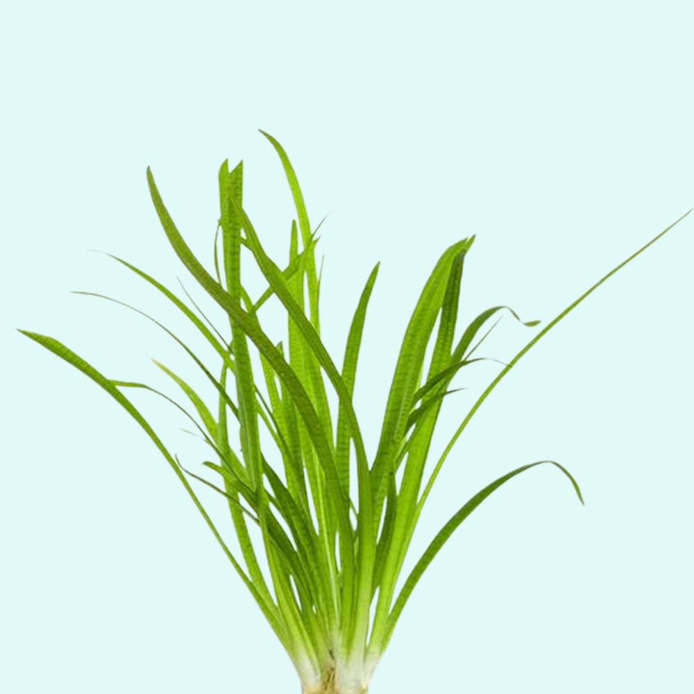Dwarf Sagittaria (Subulata) Bundle