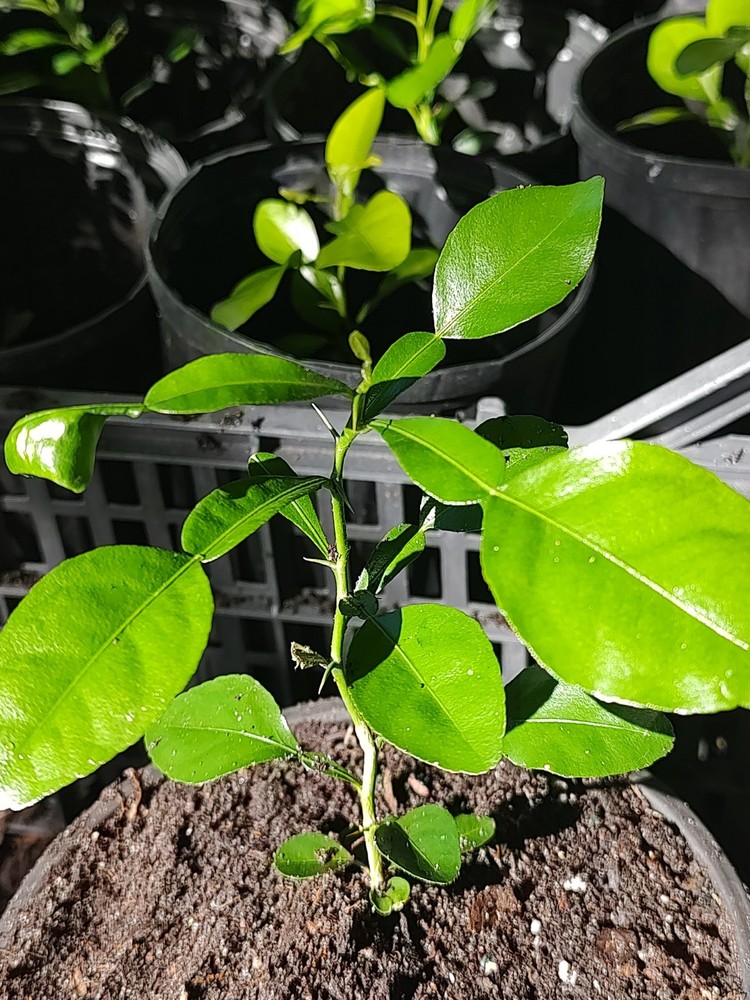 KAFFIR LIME PLANT GROWN FROM SEED