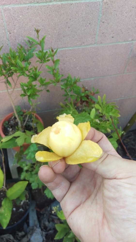 Loquat (Big Jim) Tropical Fruit Tree