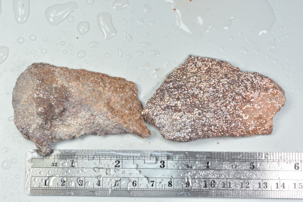 Agatized Dinosaur Bone Rough Utah 98 grams
