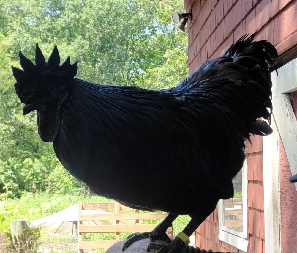 Ayam Cemani Hatching Eggs - ( 12 )