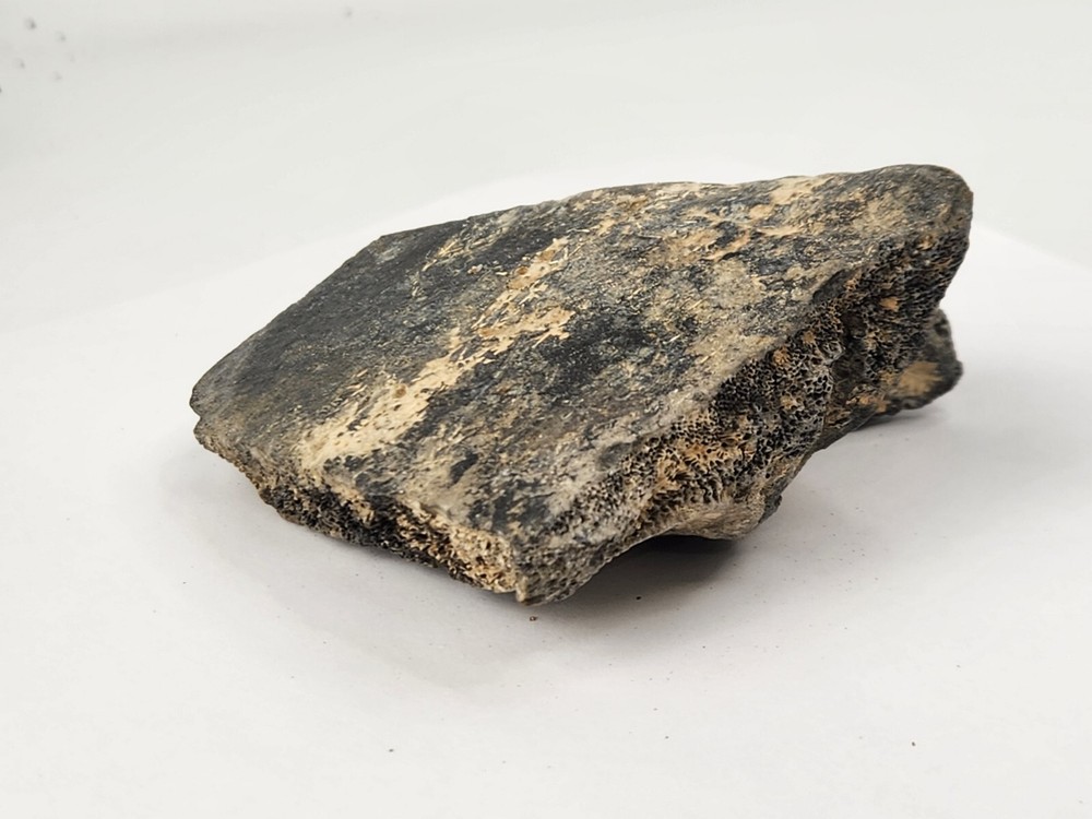 Pathological Turtle Shell Fossil - Florida