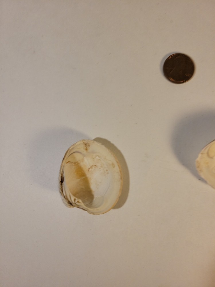 Northern Quahog Specimen