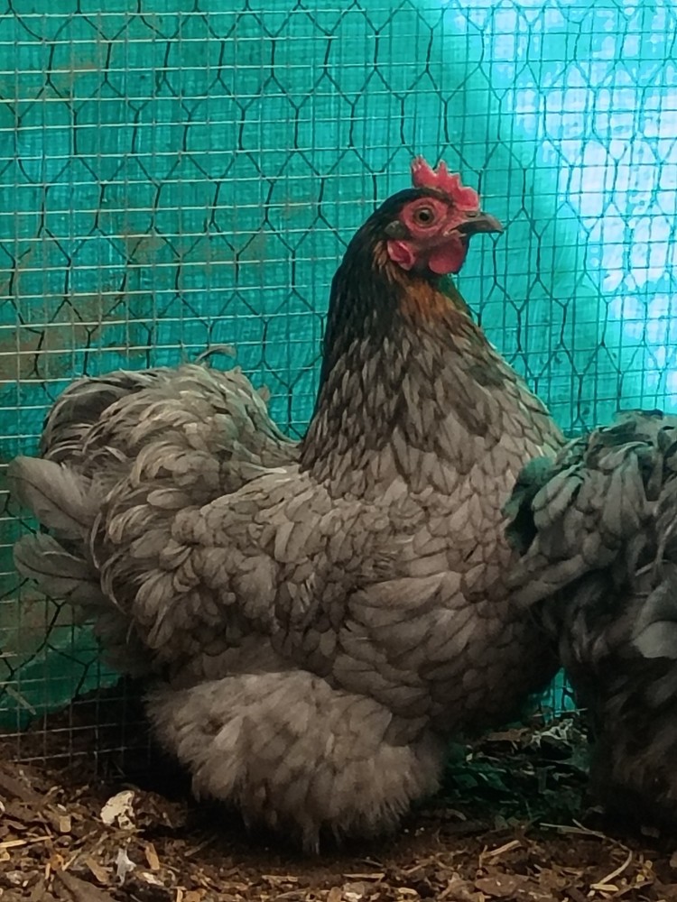 Bantam Cochin Hatching Eggs 12 ++ Assorted Colors NPIP