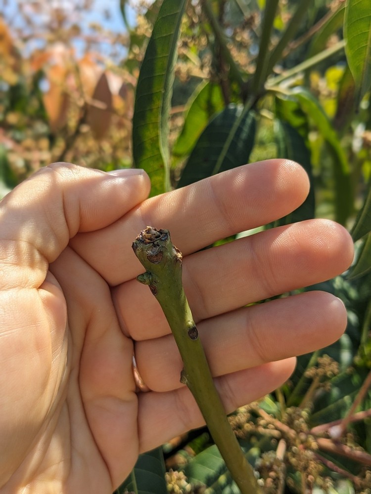 Mango Scion Pack – 5 Nam Doc Mai | Fresh Cut