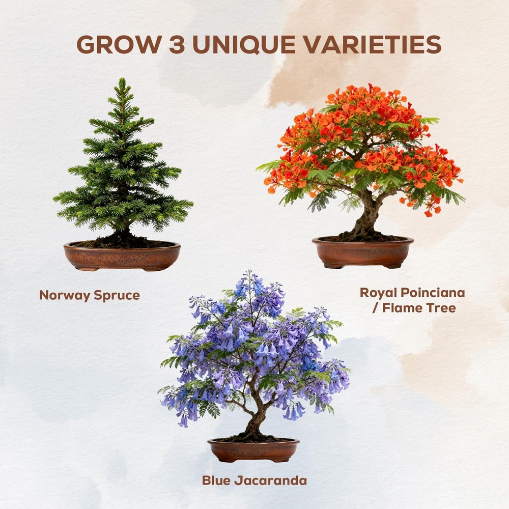 Jacaranda Bonsai Starter Kit – Complete DIY Indoor Tree- 3Pack, Green