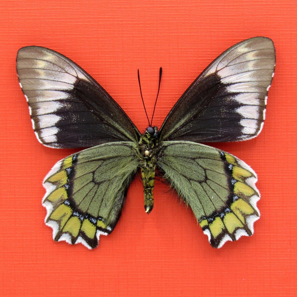 Real mounted butterfly - Battus madyes - A1