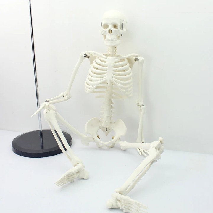 85 Cm Human Anatomical skeleton model