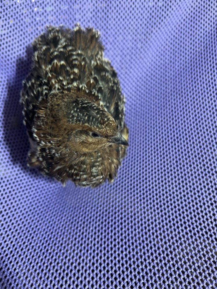 German Chocolate Pansy