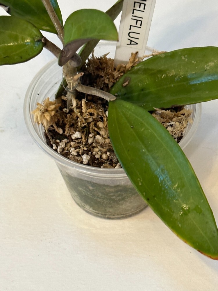UNIQUE Hoya MELIFLUA plant 4" #111