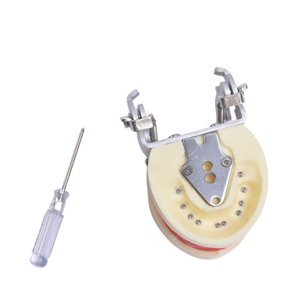 24 Teeth Removable Replaceable Children Deciduous Tooth Preparation Teacth Model