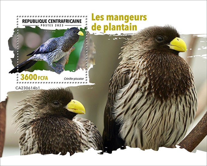 Plantain-eaters