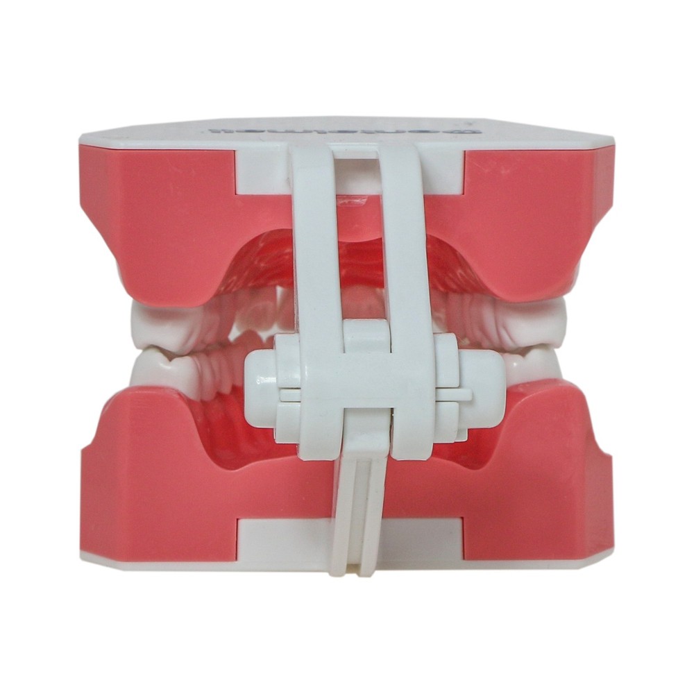 US Dental Typodont 1:1 Teeth Model with Brackets For Brushing Flossing Practice