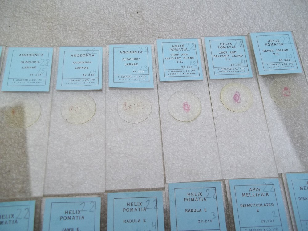 Vintage Glass Microscope Slides -