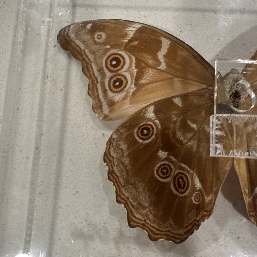 Blue Morpho Butterfly Real Framed 3D Display 8x7 Acrylic Shadow Box