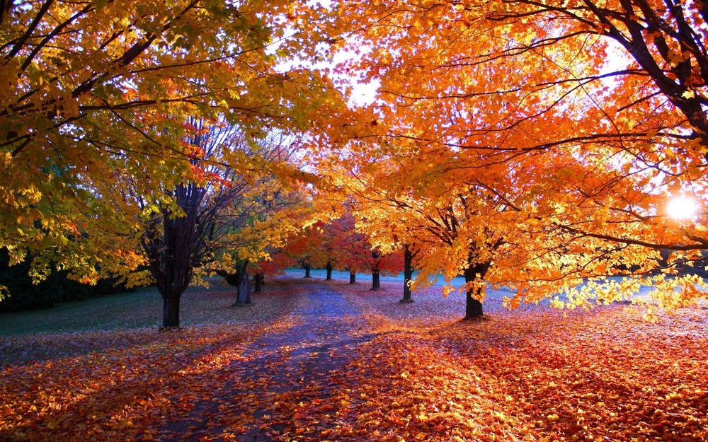 Landscape leaves fall trees fallen Custom Gaming Mat Desk
