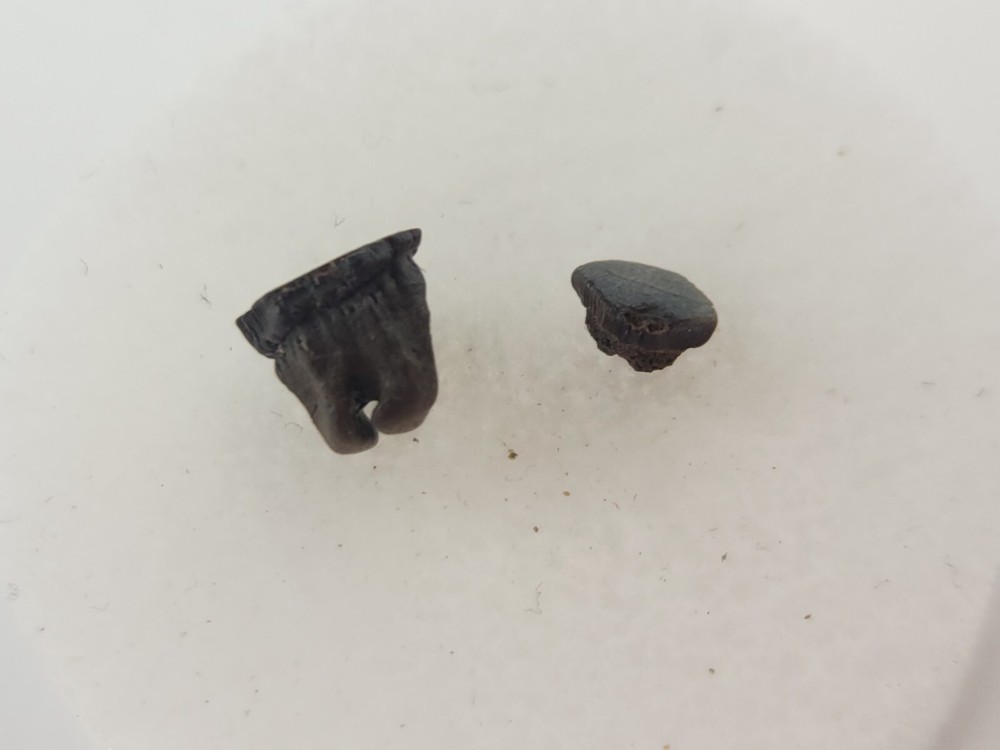 Lance Formation Micro Fossil Pack - Perfect for Teaching / Education - 70 Pieces