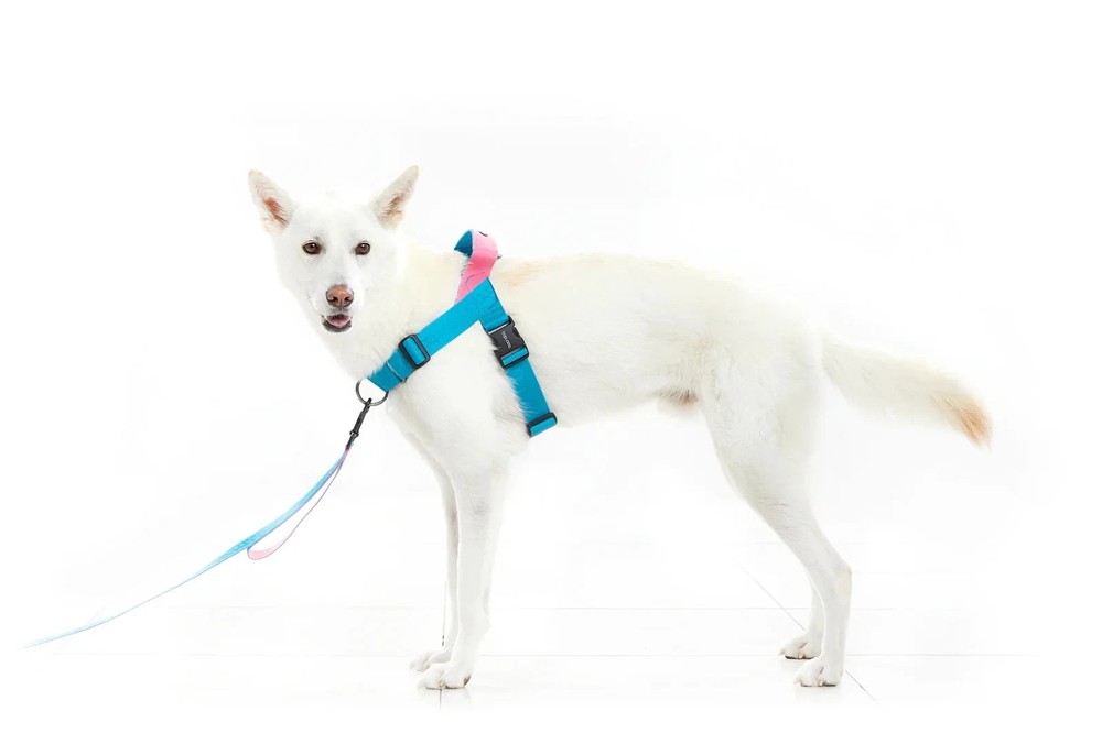 Dog Harness No Pull Premium Adjustable Reflective | Boondog 0109 Khaki Orange