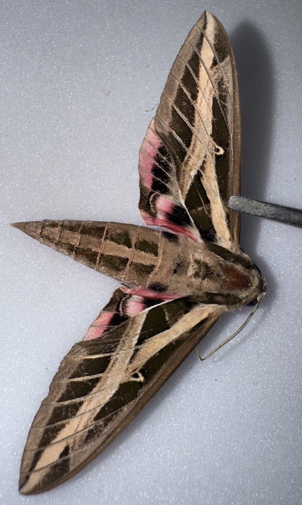 BANDED SPHINX MOTH NOT A-1 Eumorpha Fasciata BY -2