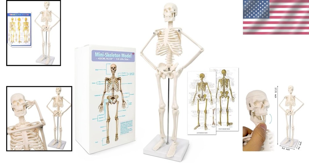 Educational 17.7” Anatomical Skeleton Model - Disassemblable for Hands-On Study