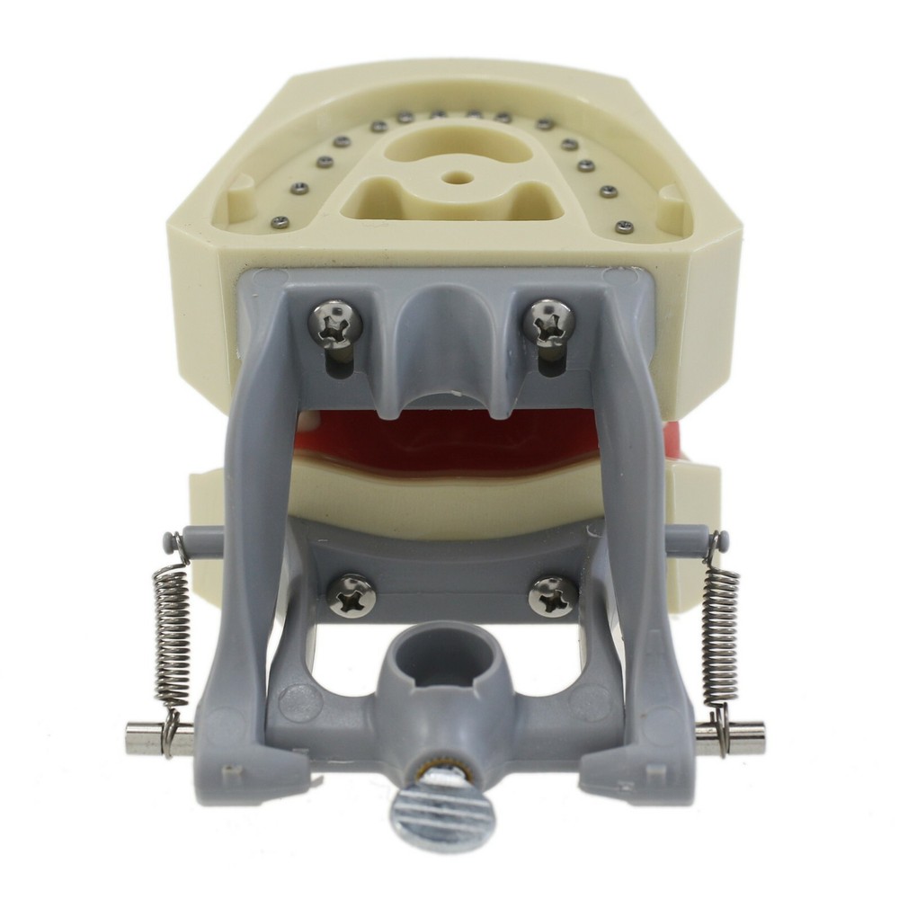 Columbia 860 Type Dental Typodont Teaching Exam Model Removable 32PCS Teeth