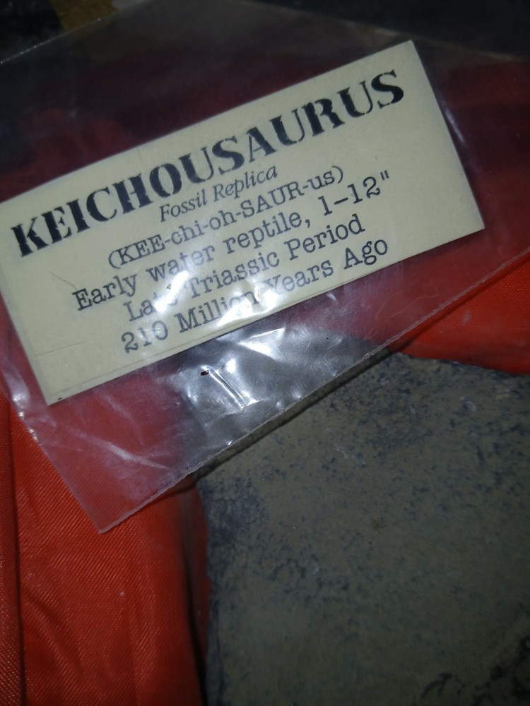 Keichousaurus Fossil Replica