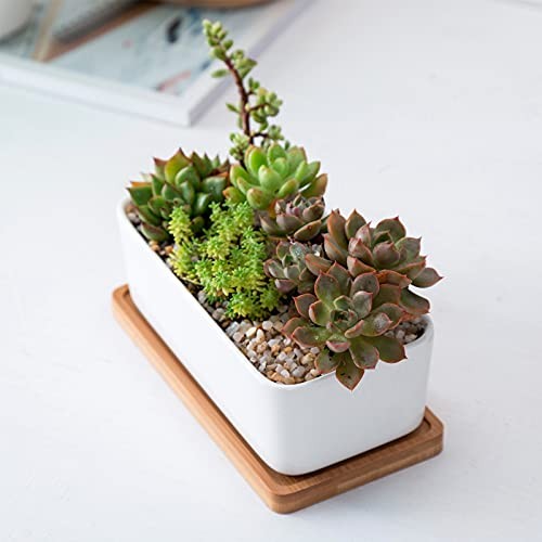 White Ceramic Succulent Plant Pots, 1 Rectangular Flower Pot Rectangular+round