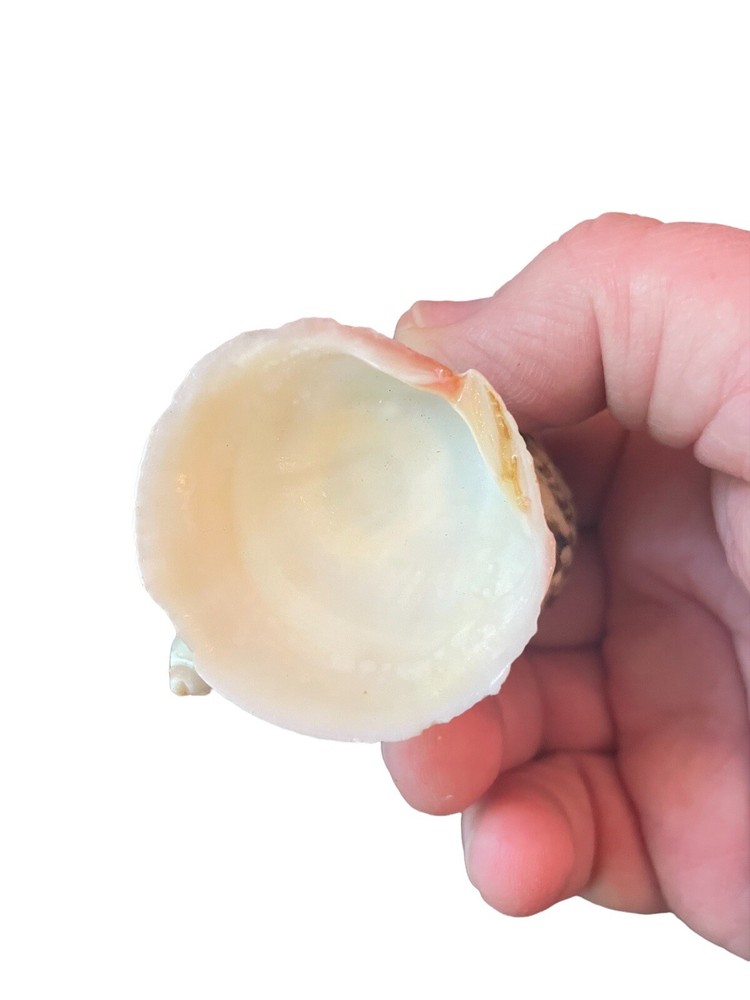 Miniature Seashell Figurine Trinket