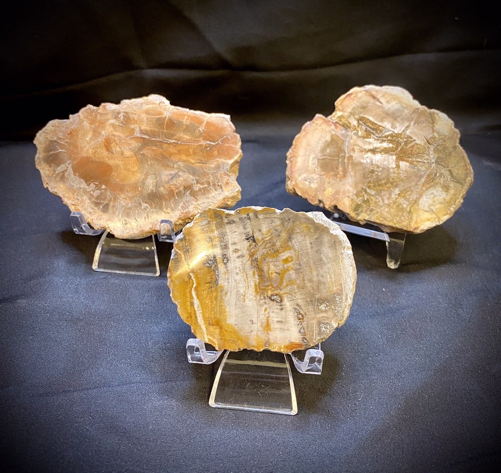 Three Piece Petrified Wood Trio